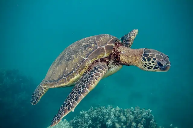 A sea turtle underwater