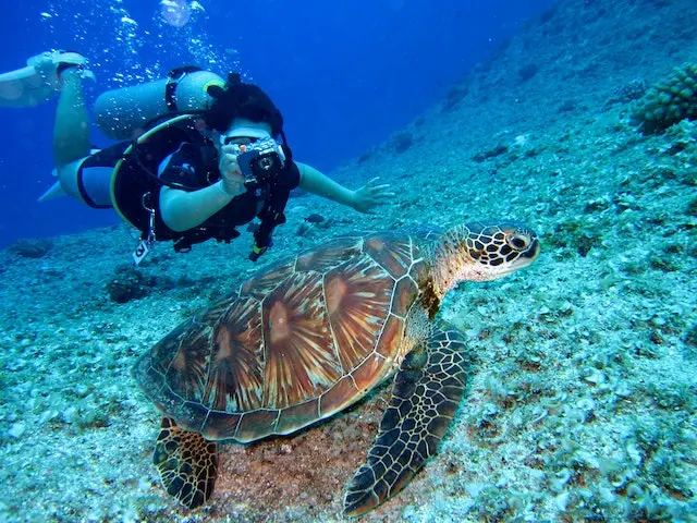 A woman in scuba diving gear photographing a turtle underwater